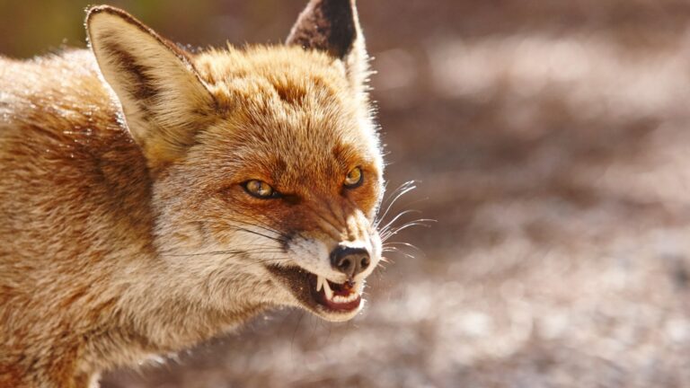11 Smart Things To Do If You Run Into A Fox