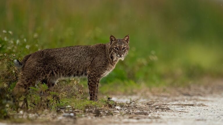 11 States Across The U.S. Where Bobcats Roam And Safety Tips For Encounters
