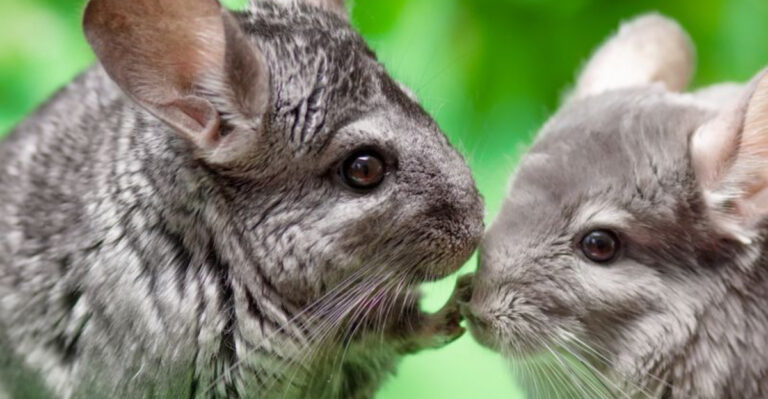 11 Stunning Facts About Chinchillas