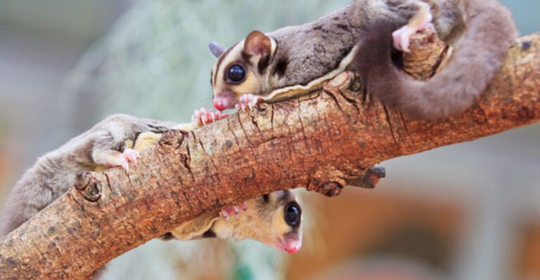 11 Sweet Facts About Sugar Gliders That Will Make You Fall In Love With Them