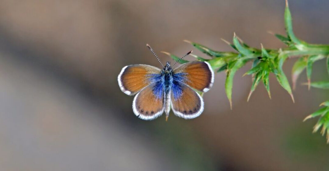 11 Tiniest Insects In The World