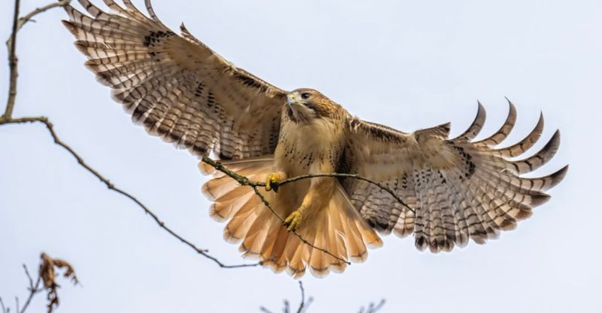 11 Unusual Urban Wildlife Species Thriving In America’s Biggest Cities