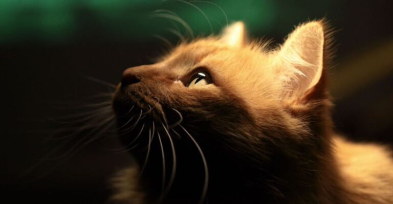 11 Ways Cats Detect Changes In Their Environment Before Humans Do