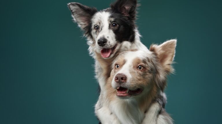 11 Ways To Help Your Dog Get Along With Other Dogs