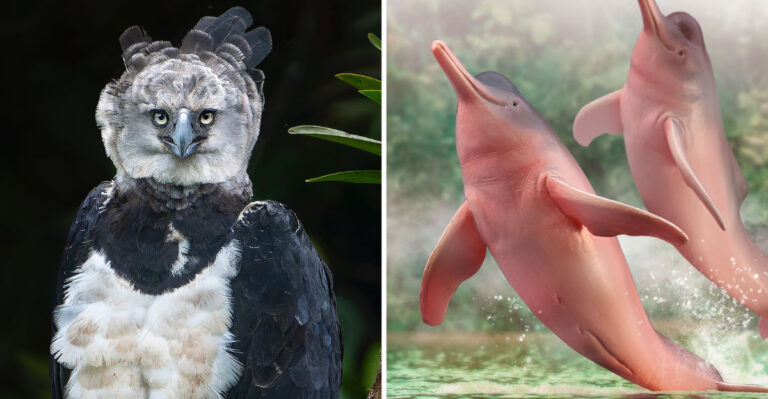 12 Amazing Animals You Can Only Find In South America