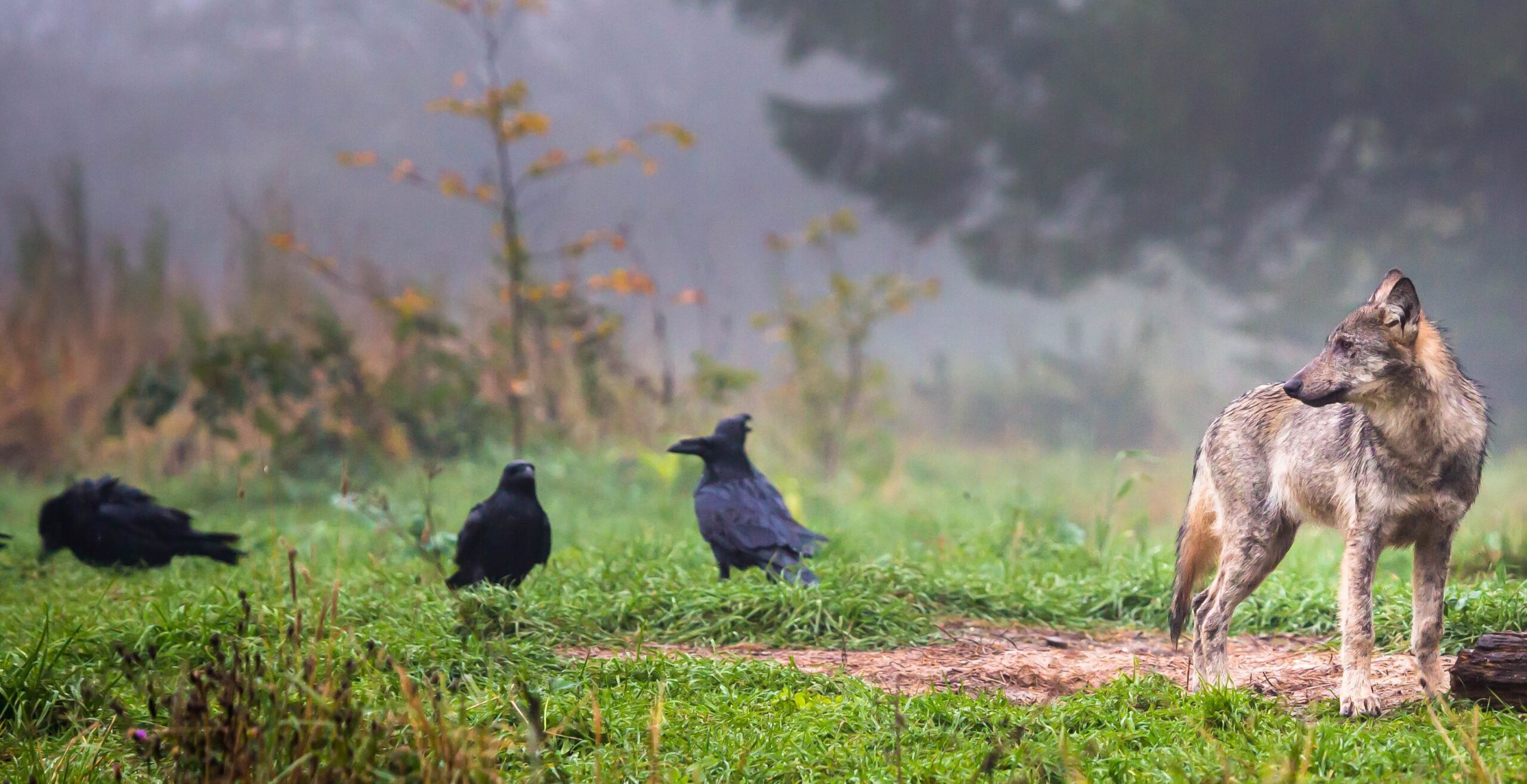 12 Animal Duos Working Together To Survive And What We Can Learn From Them