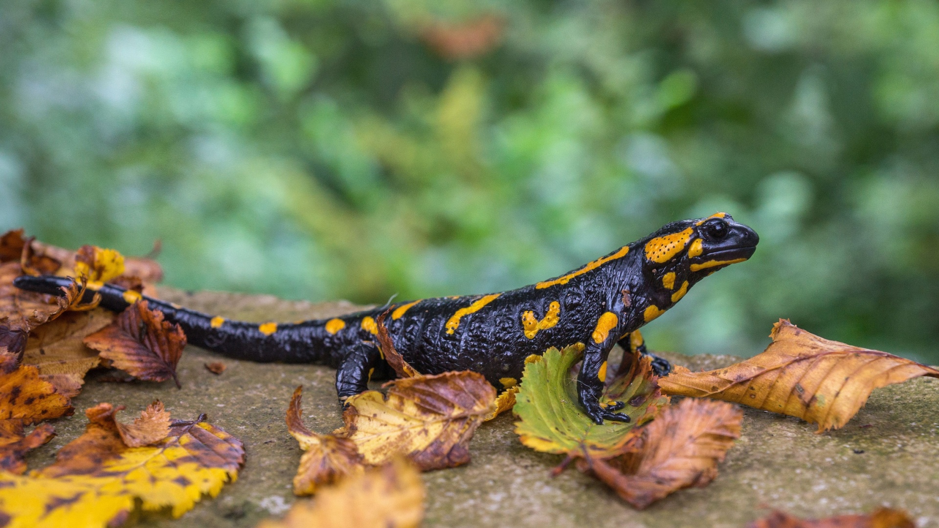 12 Animals That Date Back To The Age Of Dinosaurs