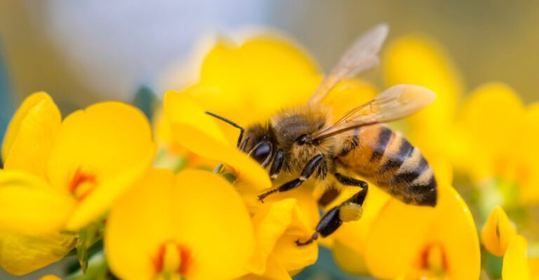 12 Animals That Would Not Survive If Humans Went Extinct