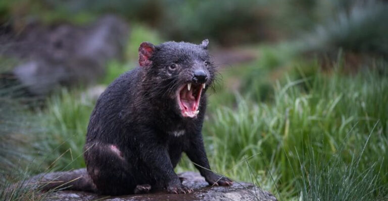 12 Bravest Animals In The World