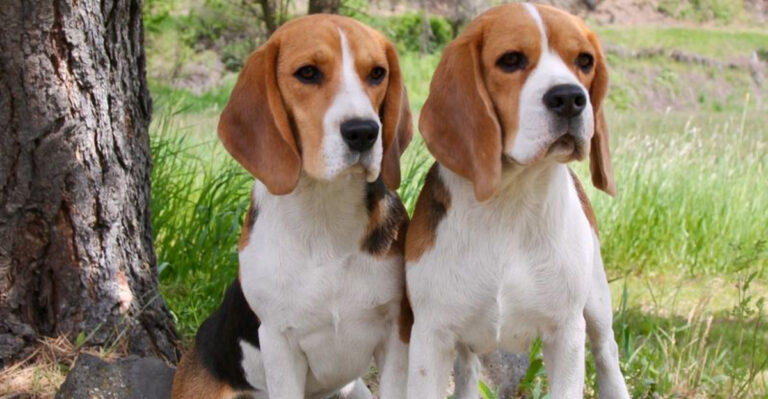 12 Breeds That Make Great Emotional Support Dogs