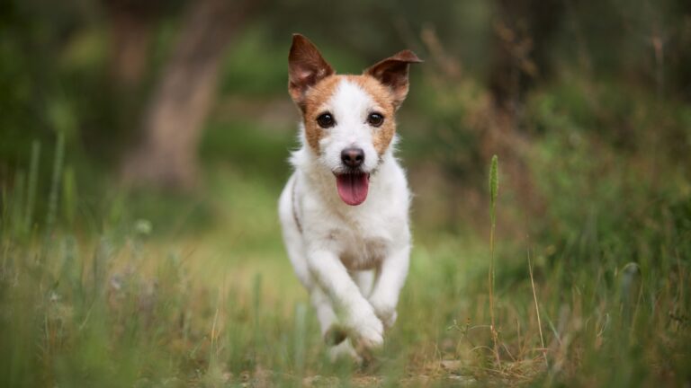 12 Dog Breeds No Trainer Wants To Deal With