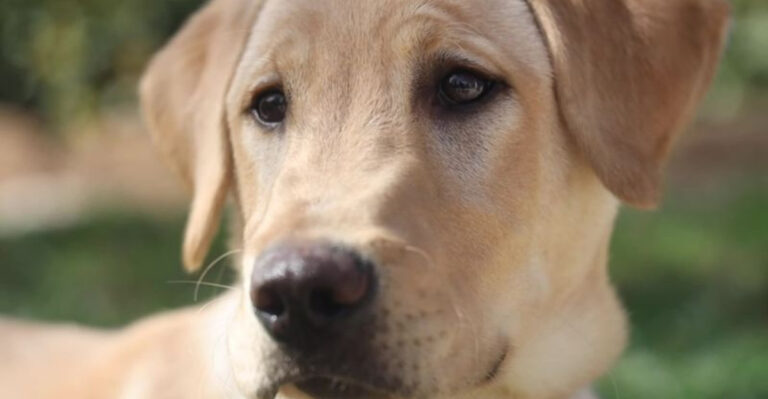 12 Dog Breeds That Cost More Than A Car (One Of Them Sold For Almost $2 Million!)