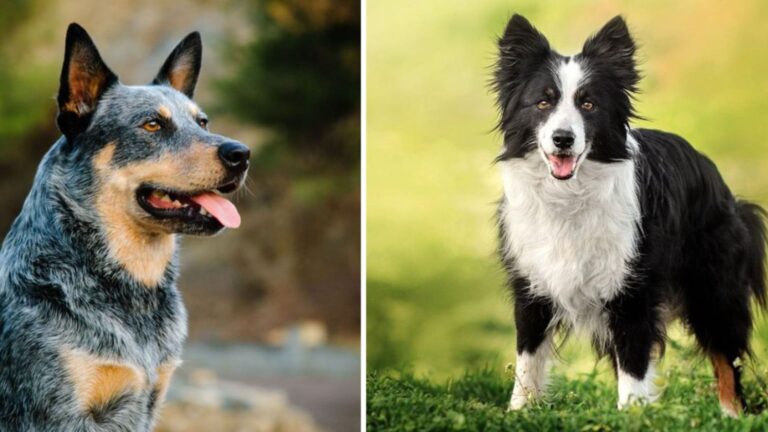 12 Dog Breeds That Could Present Unforeseen Challenges
