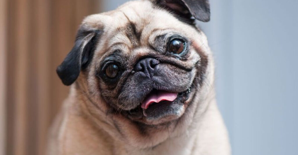 12 Dogs Humans Have Bred Into Genetic Disasters