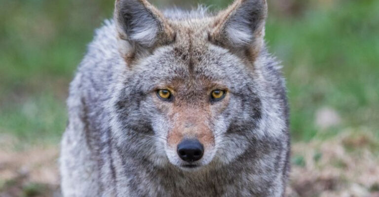12 Essential Coyote Safety Tips Every Dog Owner Must Know