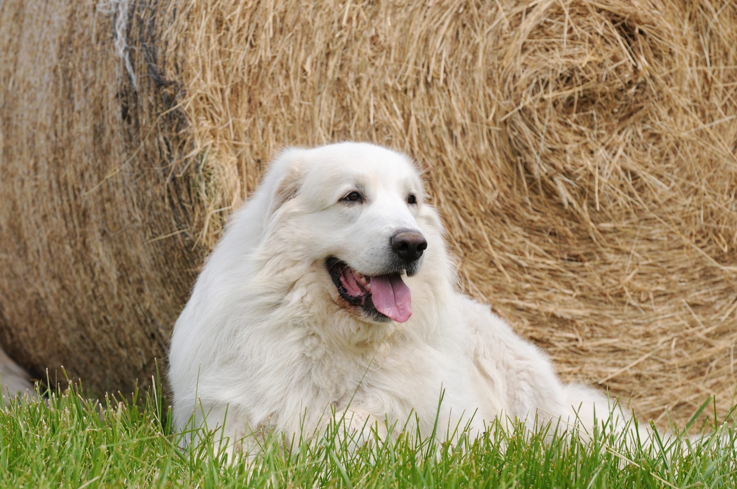 12 Incredible Facts About The Great Pyrenees Mountain Dog