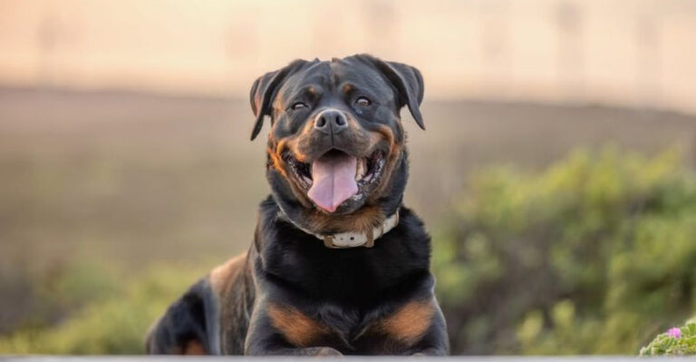 12 Interesting Facts About Rottweilers