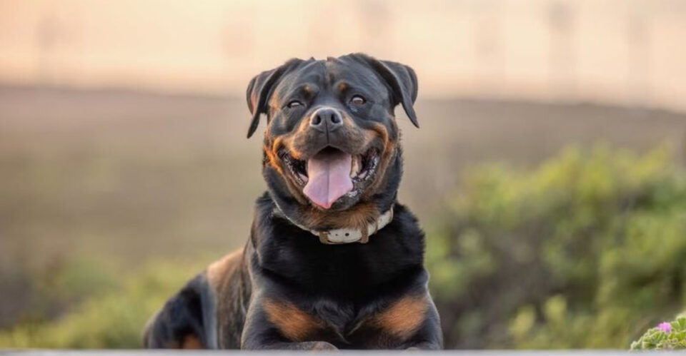 12 Interesting Facts About Rottweilers