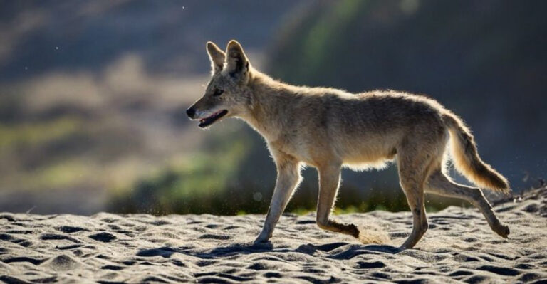 12 Key Differences Between Coyotes And Dogs