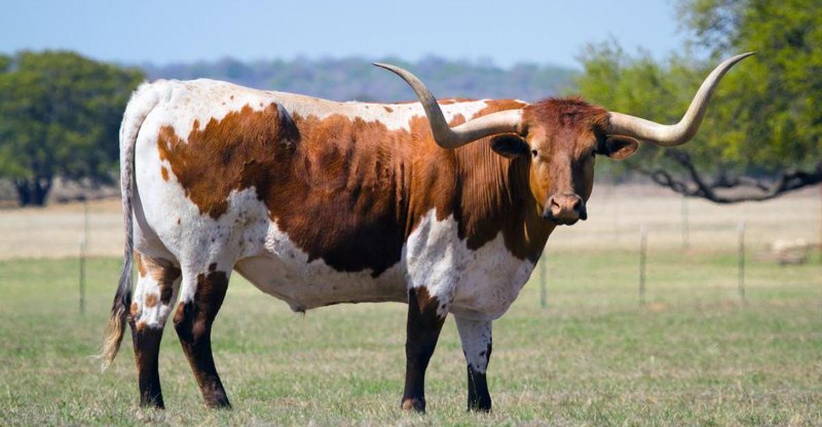 12 Most Popular Cattle Breeds Across America