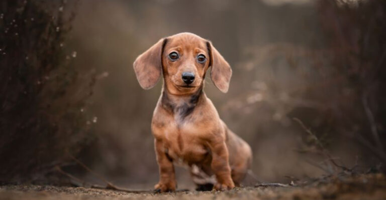 12 Must-Know Facts Before Bringing Home A Mini Dachshund