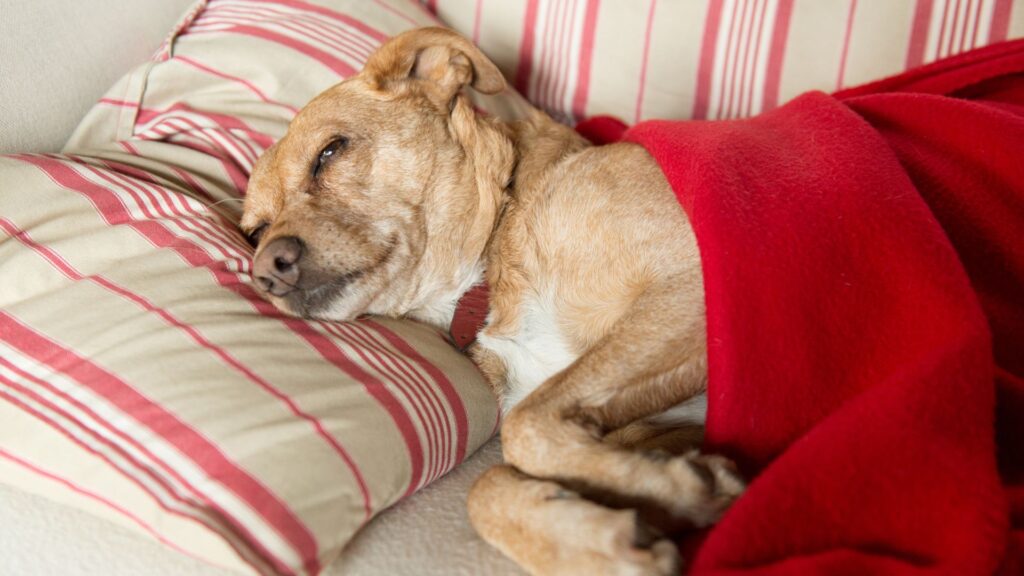 Curated visual reference: 12 Natural Remedies To Relieve Stomach Ache In Dogs Photo Inspiration