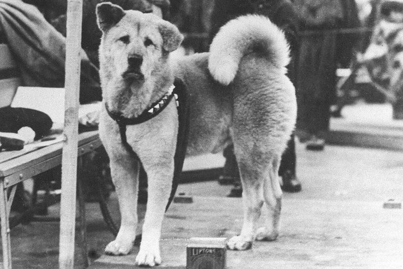 Hachiko’s Loyalty