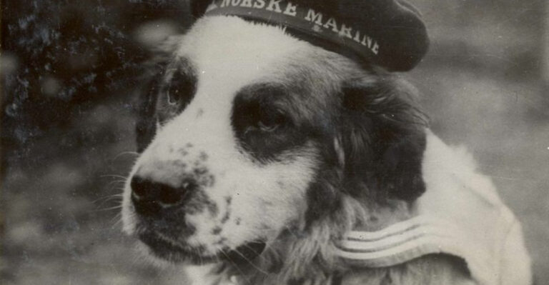 12 Of The Most Inspiring Dog Stories From History