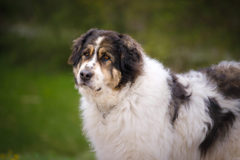 12 Popular Dog Breeds That Most Closely Resemble Great Pyrenees