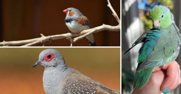 12 Quietest Birds You Can Pick As Your Best Friend
