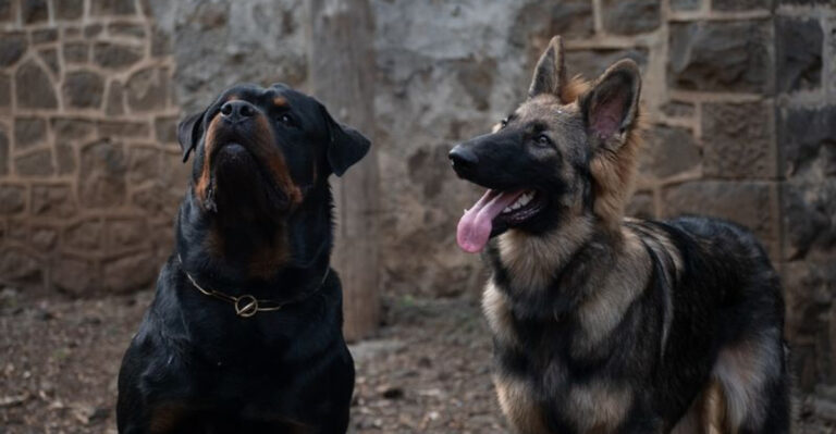 12 Reasons Rottweilers And German Shepherds Are Overrated As Guard Dogs