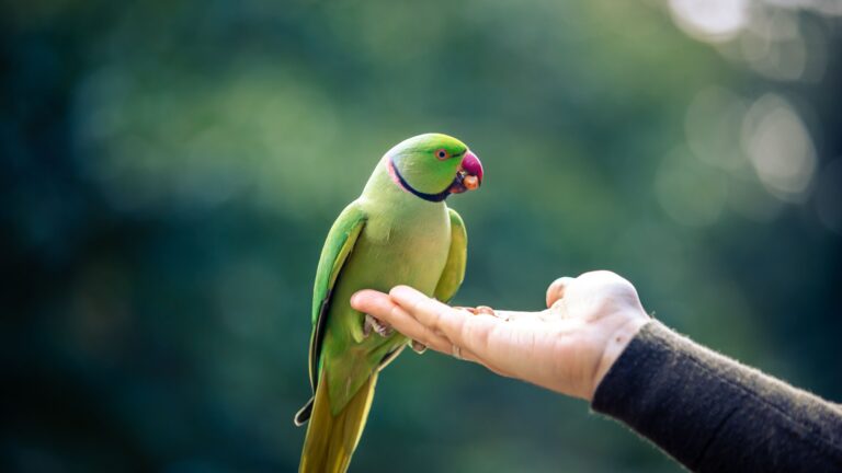 12 Reasons Why Parrots Are One Of The Most High-Maintenance Pets