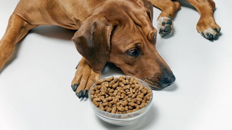 12 Signs Your Dog’s Food Isn’t Right For Them