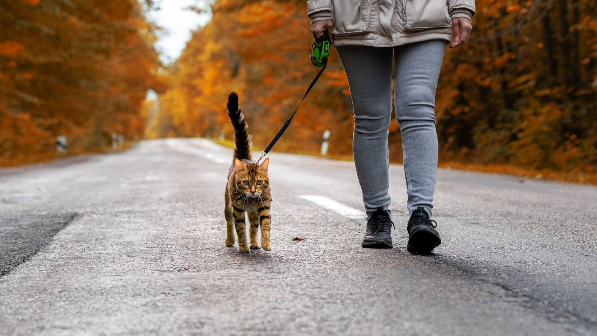 12 Simple Steps To Leash Train Your Cat