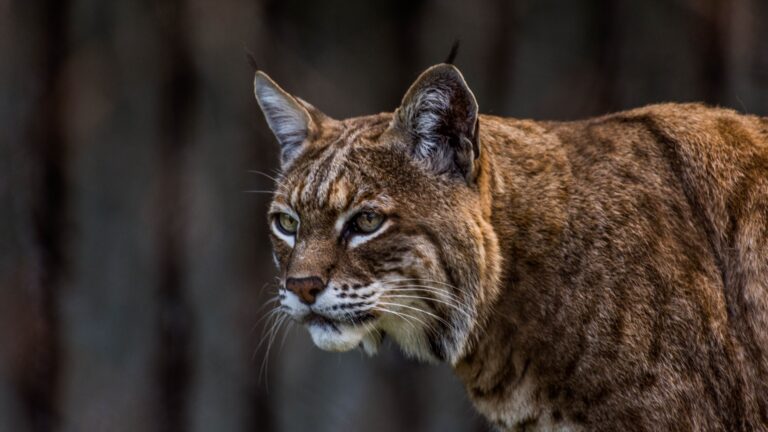 12 Smart Things To Do If You Run Into A Bobcat In The Wilderness