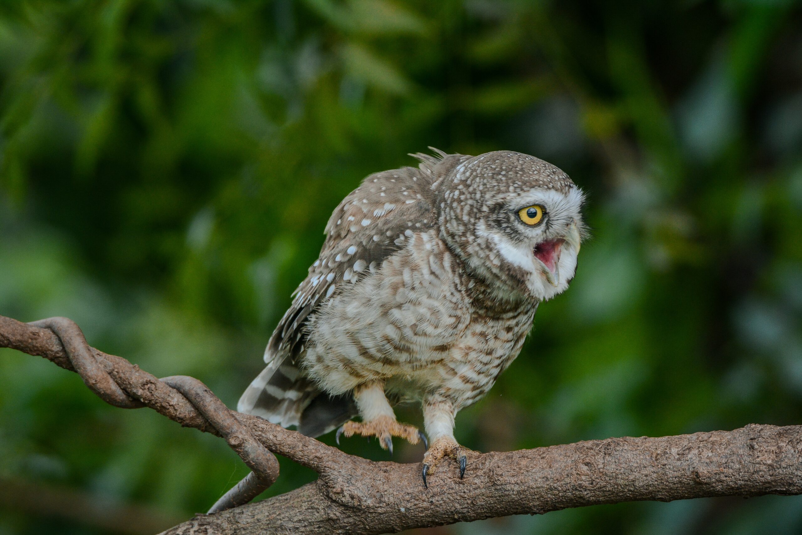 12 Sounds Owls Make And What Each Means (It’s Not Just Hoot!)