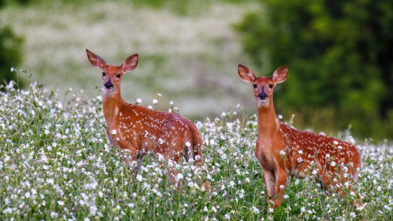 12 Things To Expect When You Encounter A Whitetail Deer