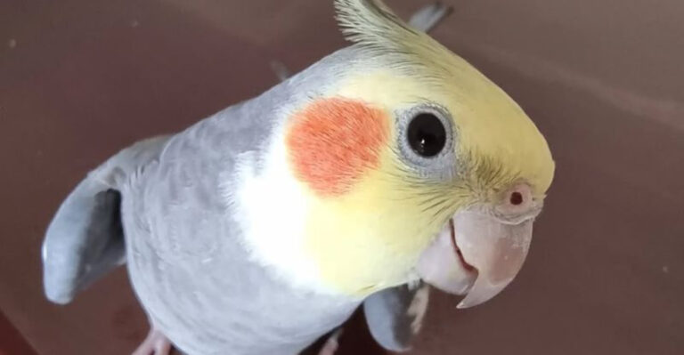 12 Traits That Make Cockatiels Ideal For Beginners