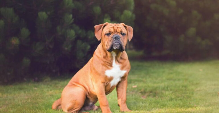 12 Types Of Bulldogs That Are As Adorable As They Are Loyal