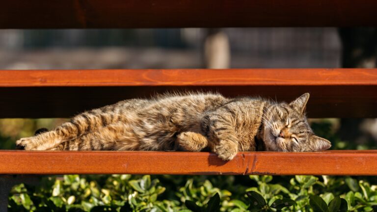 12 Unexpected Places Outdoor Cats Sleep