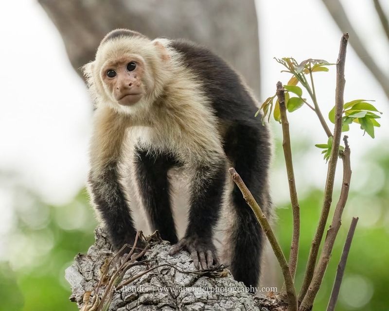 Capuchin Monkey