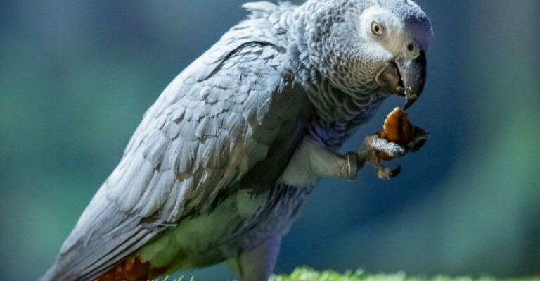 12 Wild Animals That Can Thrive In Captivity (But Are Not Meant To Be Pets)
