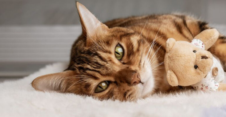 12 Symptoms Of Stomach Pain In Cats Every Owner Should Recognize