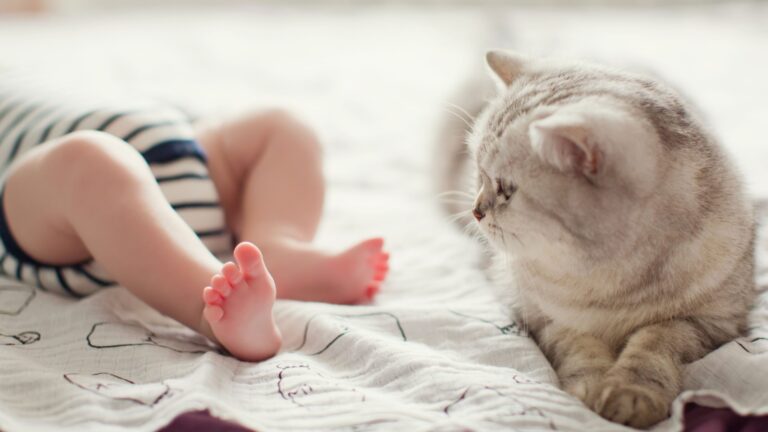 13 Adorable Cat Breeds That Are Naturally Gentle And Protective With Babies