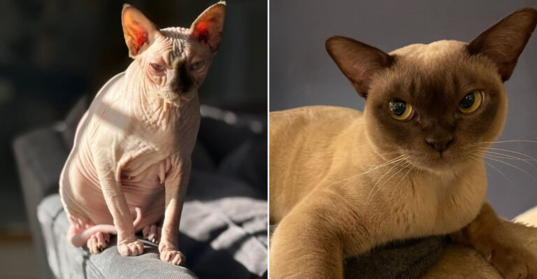 13 Affectionate Cat Breeds That Struggle With Loneliness The Most