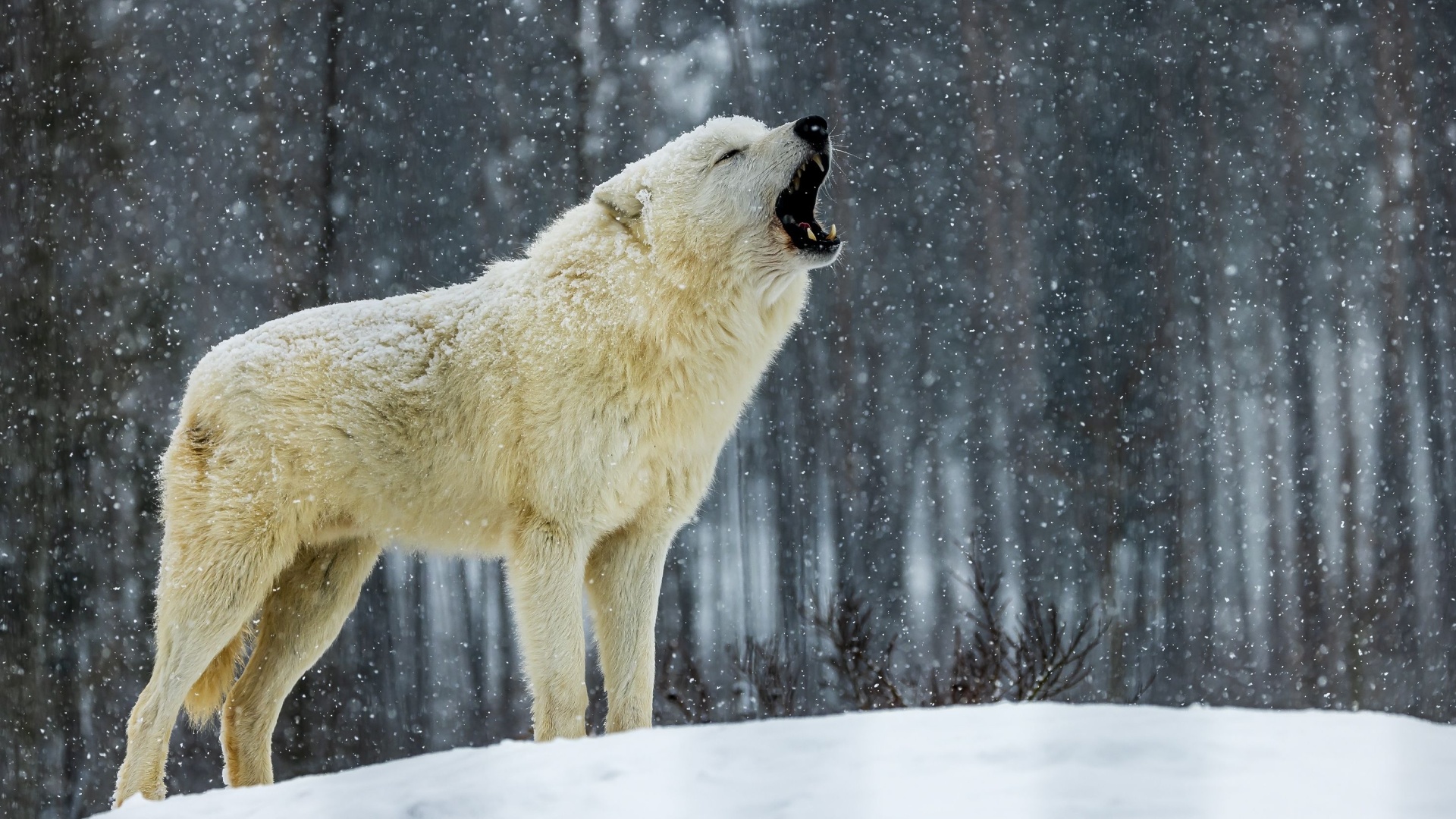 13 Amazing Facts About Arctic Wolves