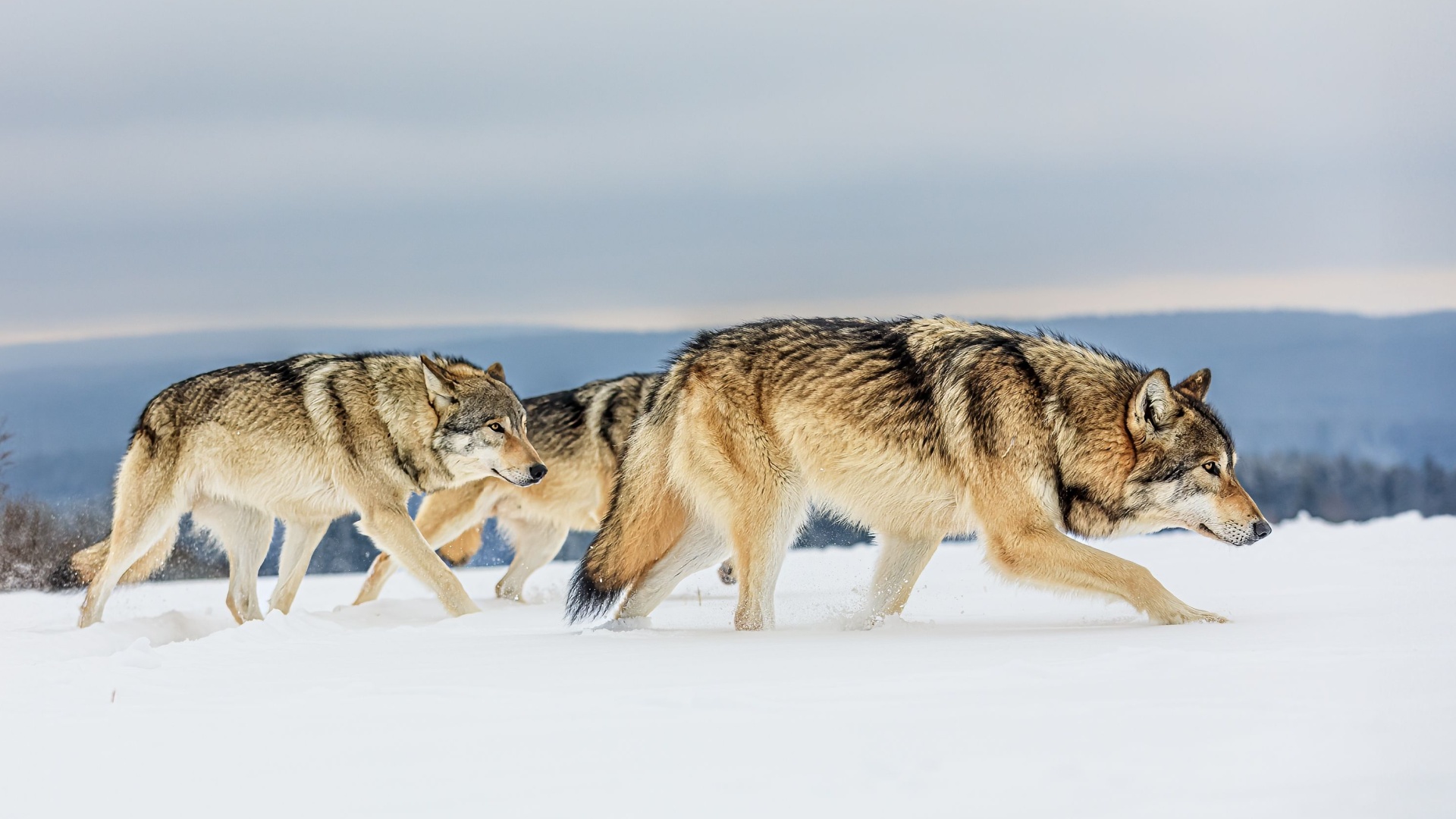 13 Amazing Wolf Adaptations For Survival