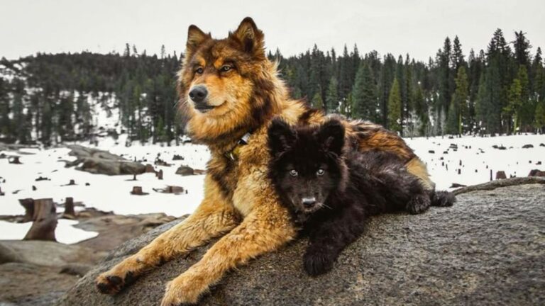 13 Benefits Of Owning A Wolfdog