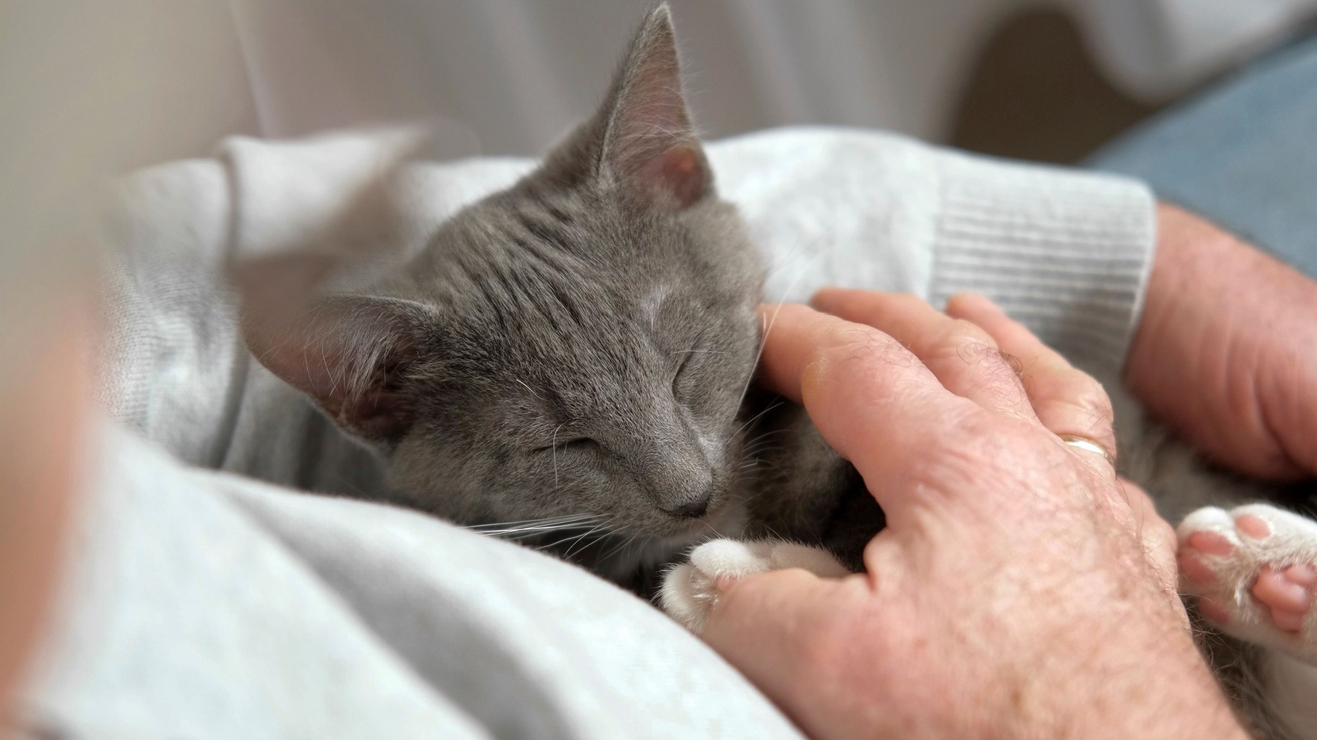 13 Best Cat Breeds For The Elderly And Senior Population