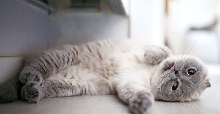 13 Best Ways To Make Your Cat Love You